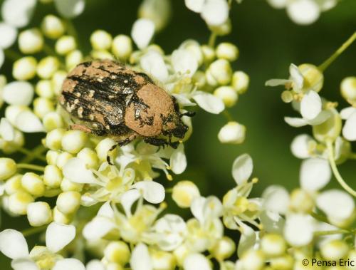Réf. 99 785 : Oxythyrea funesta
