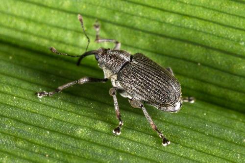Réf. 99 771 : Ceutorhynchus sp.