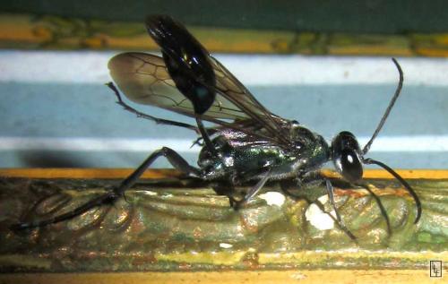 Réf. 99 169 : Chalybion sp.