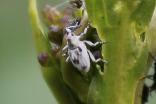 Poophagus sisymbrii