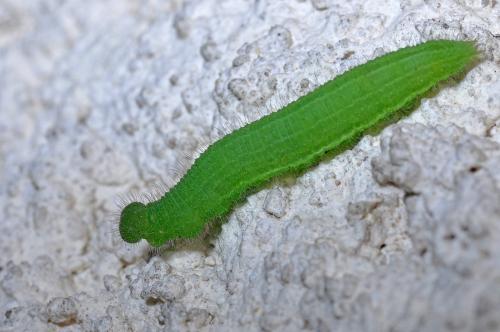 Lasiommata sp.