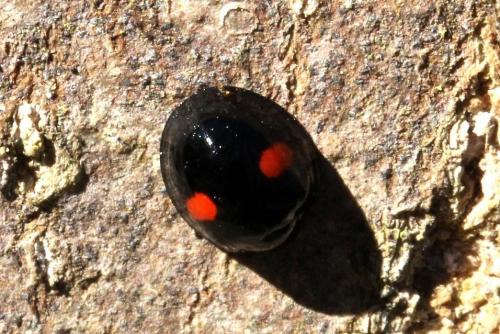 Réf. 99 332 : Chilocorus renipustulatus