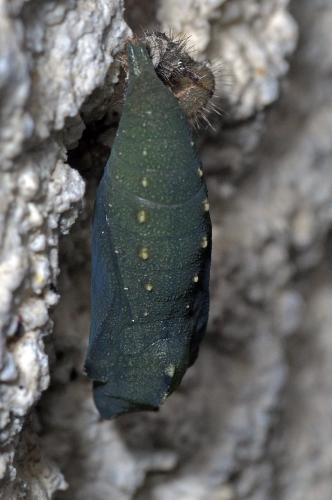 Lasiommata sp.