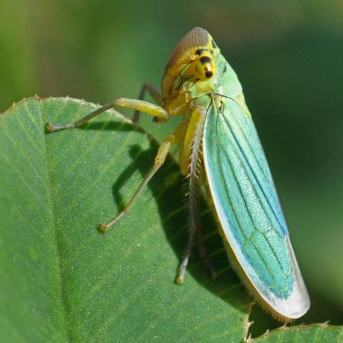 Cicadella viridis