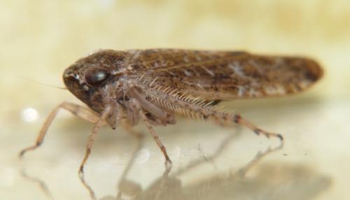 Réf. 99 679 : Allygidius sp.