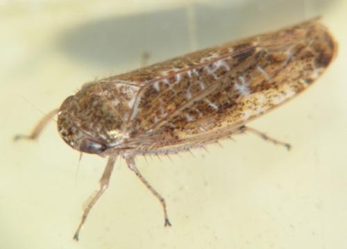 Réf. 99 680 : Allygidius sp.