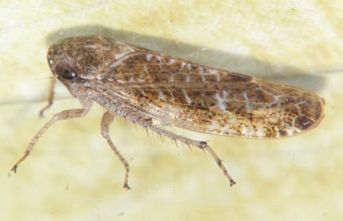 Réf. 99 681 : Allygidius sp.