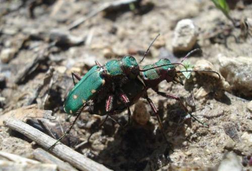 Réf. 99 269 : Cicindela campestris