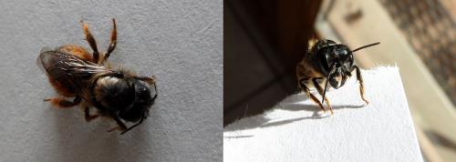 Osmia sp.