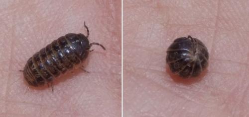 Armadillidium vulgare