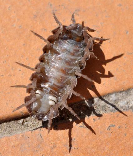 Armadillidium vulgare