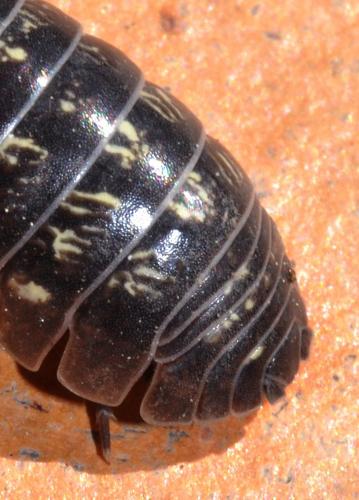 Armadillidium vulgare