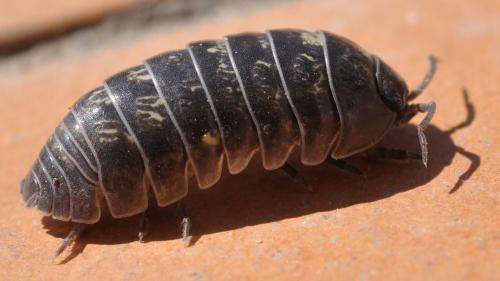 Armadillidium vulgare