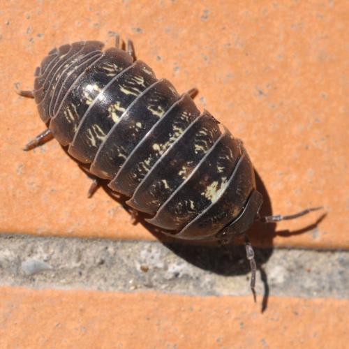 Réf. 99 642 : Armadillidium vulgare