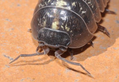 Armadillidium vulgare