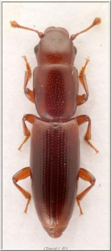 Rhizophagus sp.