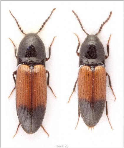 Ampedus balteatus