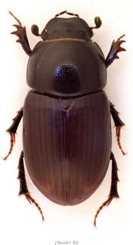 Amidorus obscurus