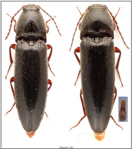 Réf. 99 375 : Melanotus villosus