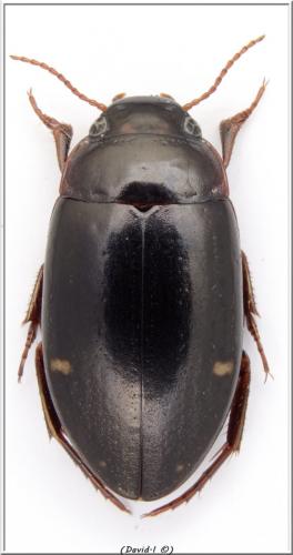 Réf. 99 409 : Agabus guttatus