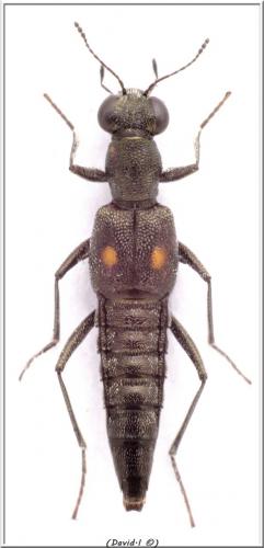 Stenus sp.