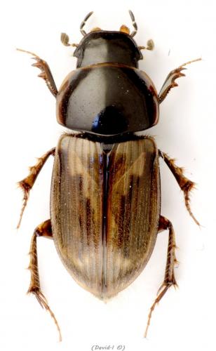 Réf. 99 689 : Melinopterus prodromus
