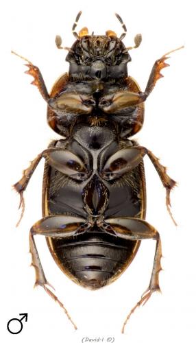 Réf. 99 690 : Melinopterus prodromus