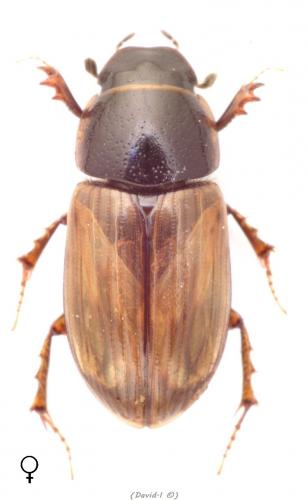 Réf. 99 692 : Melinopterus prodromus