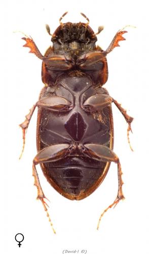 Réf. 99 693 : Melinopterus prodromus