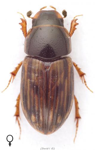 Réf. 99 696 : Volinus sticticus