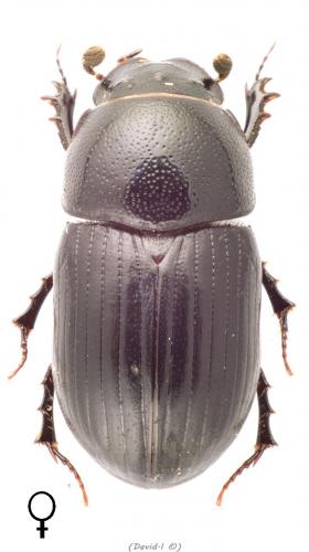 Réf. 99 705 : Agrilinus ater