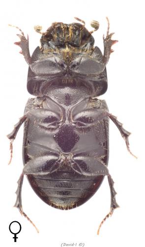 Réf. 99 706 : Agrilinus ater