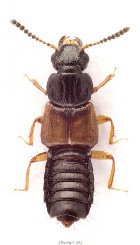 Oxytelus laqueatus