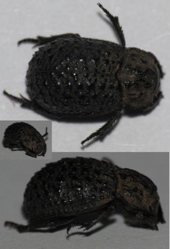 Trox perlatus