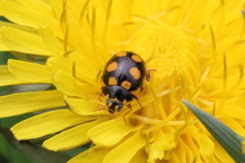 Réf. 99 612 : Coccinula quatuordecimpustulata
