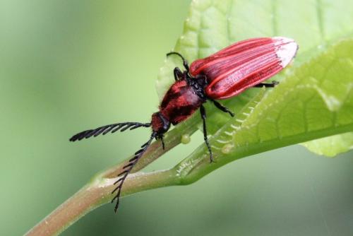 Anostirus purpureus