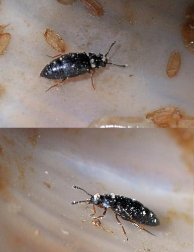 Réf. 99 031 : Proteinus sp.