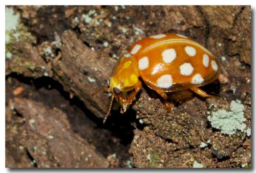 Réf. 99 324 : Halyzia sedecimguttata