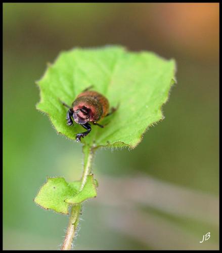 Onthophagus coenobita