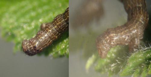 Colotois pennaria