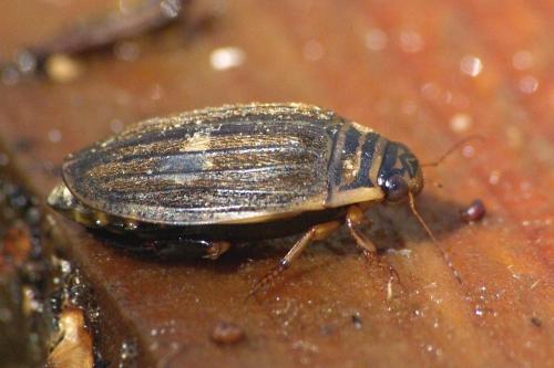 Réf. 99 333 : Acilius sulcatus