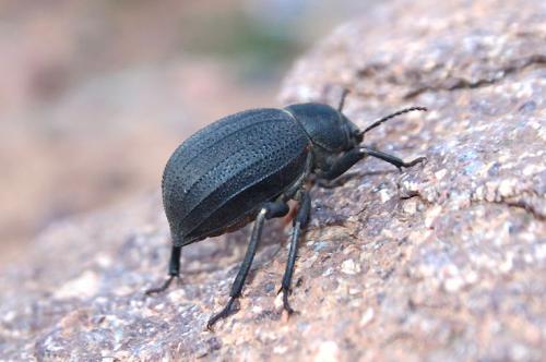 Réf. 99 106 : Pimelia grandis