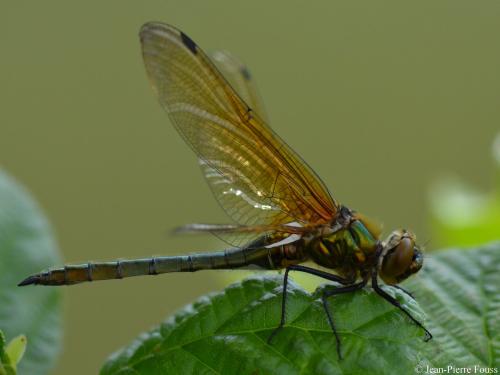 Réf. 99 634 : Cordulia aenea