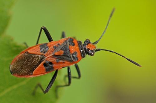Corizus hyoscyami hyoscyami