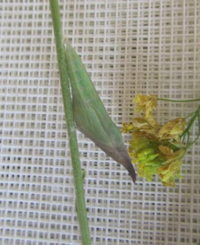 Réf. 99 658 : Euchloe crameri