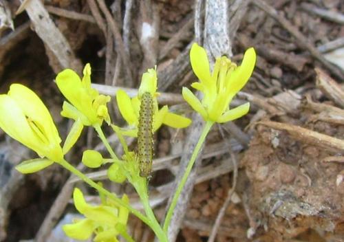 Réf. 99 602 : Euchloe crameri