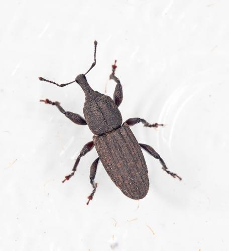 Neoplinthus tigratus