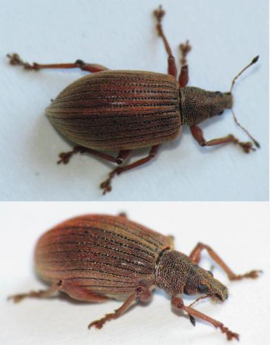 Réf. 99 704 : Polydrusus mollis