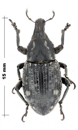 Leucophyes pedestris