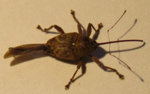 Curculio glandium